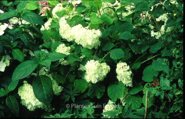 Hydrangea arborescens 'Grandiflora' - Image 4