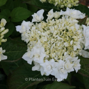 Hydrangea macrophylla 'Beautensia Coco'