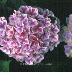 Hydrangea macrophylla 'Lady Taiko'