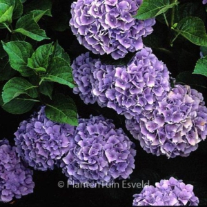 Hydrangea macrophylla 'Glory'