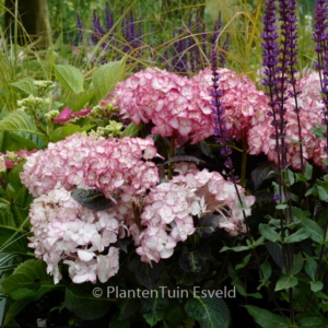 Hydrangea macrophylla 'H2002' (MISS SAORI)