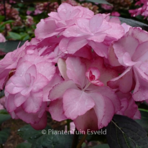 Hydrangea macrophylla 'H2002' (MISS SAORI)