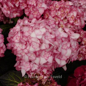 Hydrangea macrophylla 'H2002' (MISS SAORI)