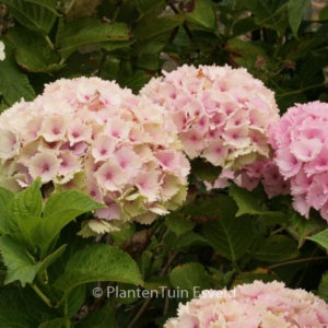 Hydrangea macrophylla 'Magical Ocean'