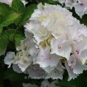 Hydrangea macrophylla 'Magical Emerald'