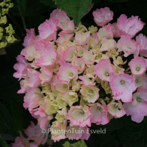 Hydrangea macrophylla 'Magical Danique'