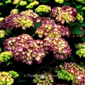 Hydrangea macrophylla 'Land Express'