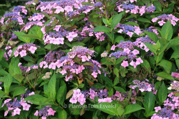 Hydrangea macrophylla 'Mariesii Lilacina' - Image 2