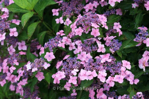 Hydrangea macrophylla 'Mariesii Lilacina' - Image 3