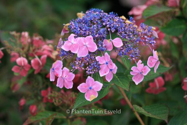 Hydrangea macrophylla 'Mariesii Lilacina' - Image 4