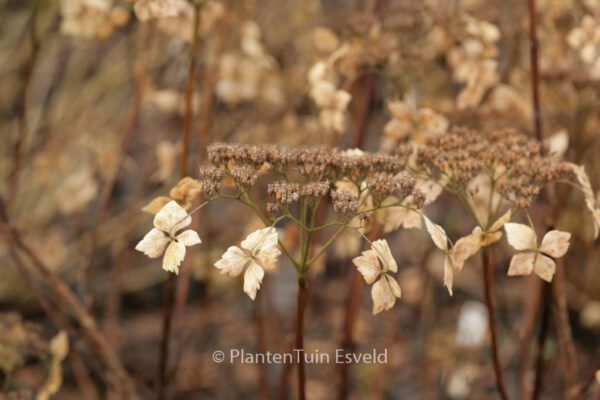 Hydrangea macrophylla 'Mariesii Lilacina' - Image 5