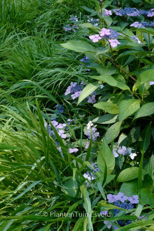 Hydrangea macrophylla 'Mariesii Lilacina' - Image 6