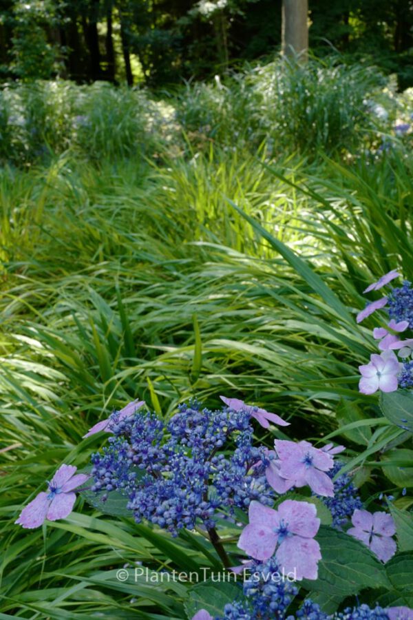 Hydrangea macrophylla 'Mariesii Lilacina' - Image 7