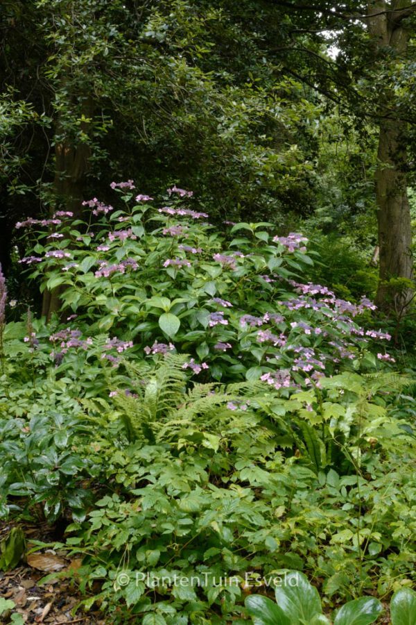 Hydrangea macrophylla 'Mariesii Lilacina' - Image 8