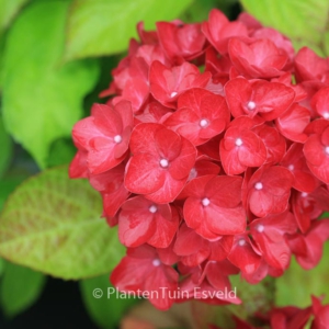 Hydrangea macrophylla 'Red Hydrangea'