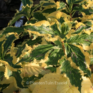 Hydrangea macrophylla 'Goldrush'