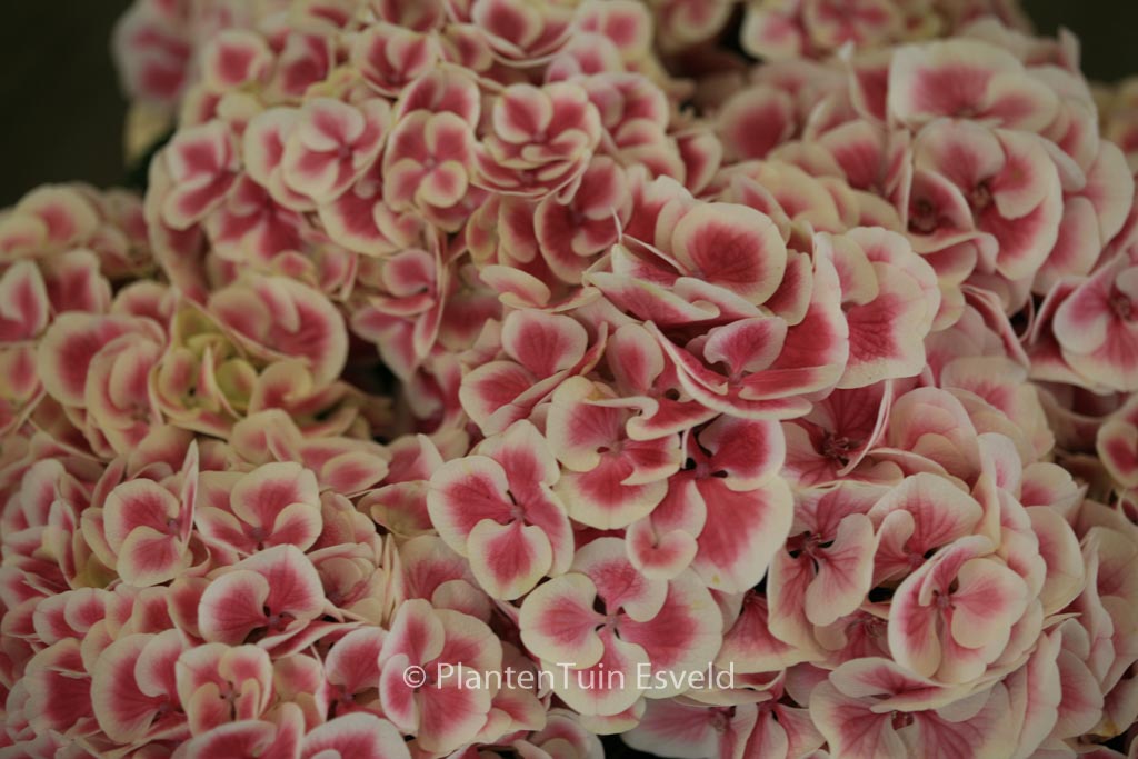 Hydrangea macrophylla 'Harlekijn'