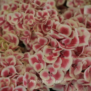 Hydrangea macrophylla 'Bicolor'