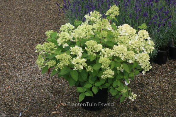 Hydrangea paniculata 'Bombshell'