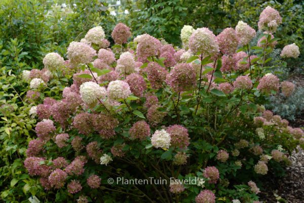 Hydrangea paniculata 'Jane' (LITTLE LIME)