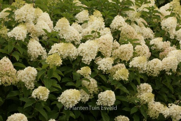 Hydrangea paniculata 'Silver Dollar' - Image 4