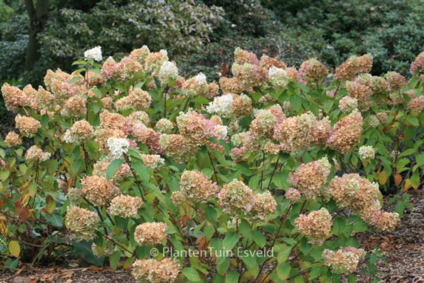 Hydrangea paniculata 'Silver Dollar' - Image 5