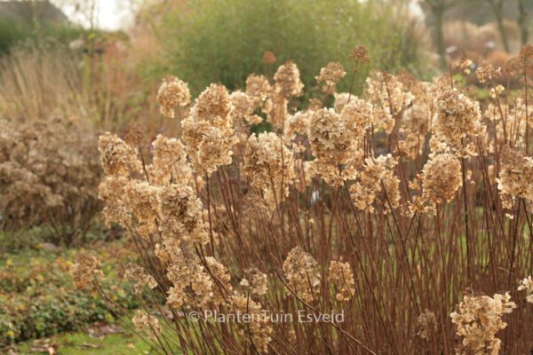 Hydrangea paniculata 'Silver Dollar' - Image 6