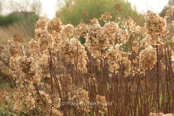 Hydrangea paniculata 'Silver Dollar' - Image 7