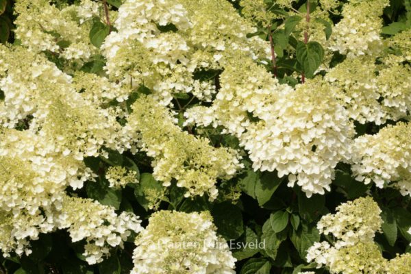 Hydrangea paniculata 'Silver Dollar' - Image 8