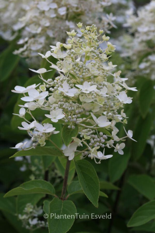 Hydrangea paniculata 'Vlasveld 02' (CONFETTI) - Image 2