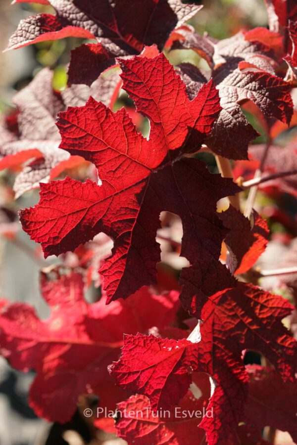 Hydrangea quercifolia 'Ruby Slippers' - Image 2