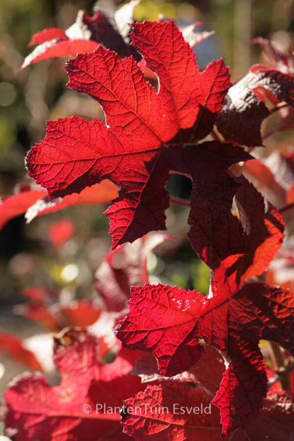 Hydrangea quercifolia 'Ruby Slippers' - Image 3