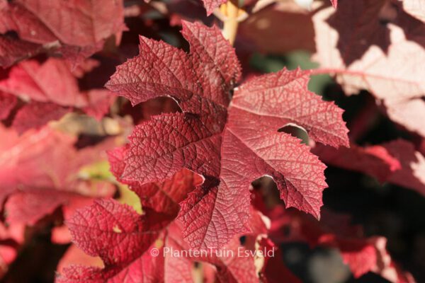 Hydrangea quercifolia 'Ruby Slippers'