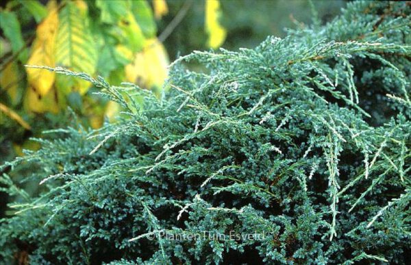 Juniperus squamata 'Holger' - Image 2