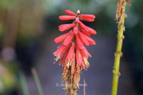 Kniphofia 'Redhot Popsicle'