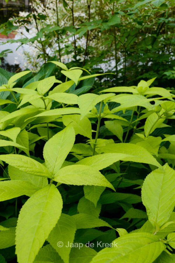 Leucosceptrum japonicum 'Golden Angel' - Image 3