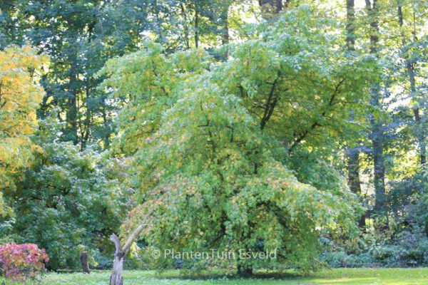 Liquidambar orientalis - Image 3