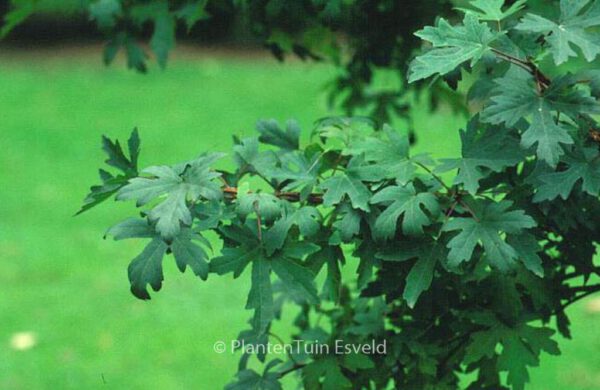 Liquidambar orientalis - Image 5