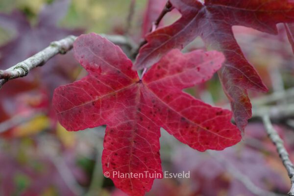 Liquidambar orientalis