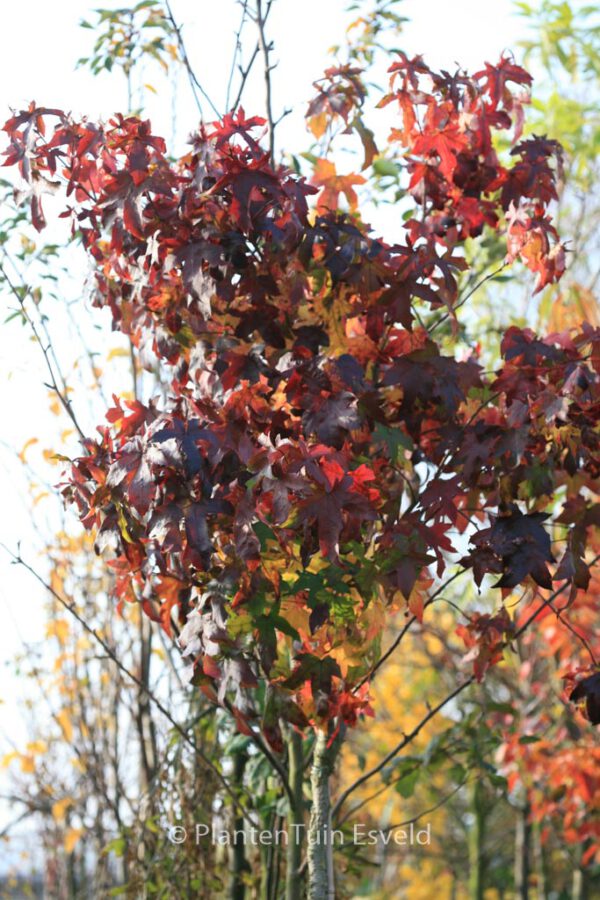 Liquidambar styraciflua 'Autumn Color Globe' - Image 2