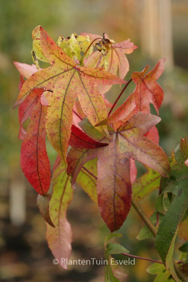 Liquidambar styraciflua 'Autumn Color Globe' - Image 3