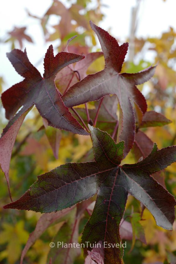 Liquidambar styraciflua 'Autumn Color Globe' - Image 4