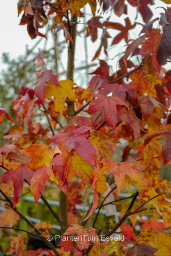 Liquidambar styraciflua 'Autumn Color Globe' - Image 5