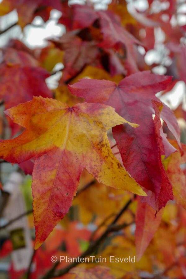 Liquidambar styraciflua 'Autumn Color Globe' - Image 6