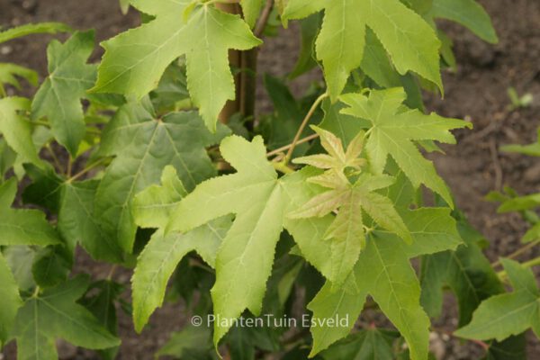 Liquidambar styraciflua 'Autumn Color Globe'