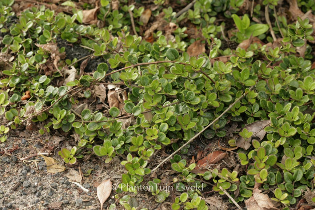 Lonicera crassifolia - Creeping Honeysuckle (3.5 Pot) | Little Prince To Go