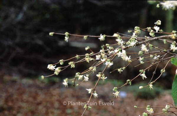 Lonicera fragrantissima - Image 6