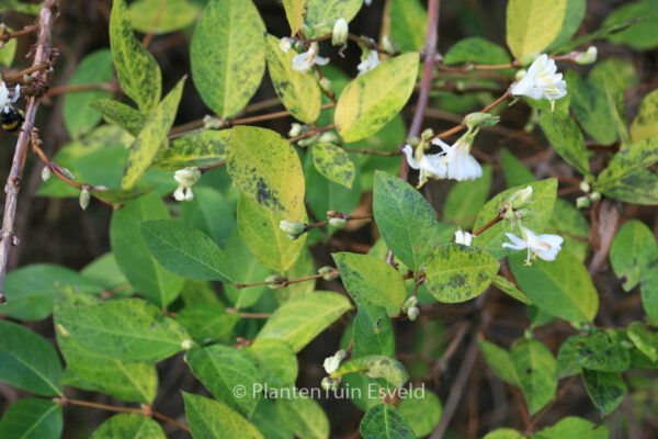 Lonicera fragrantissima - Image 7