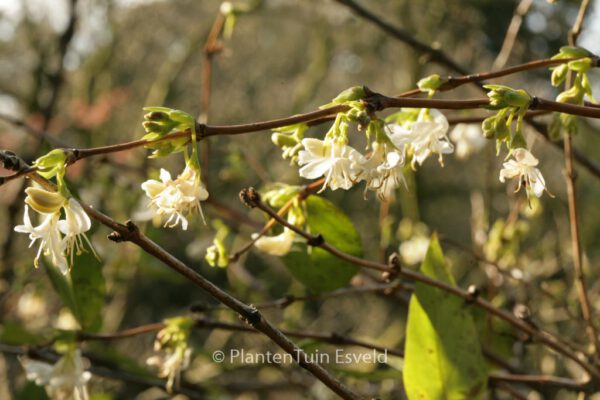 Lonicera fragrantissima