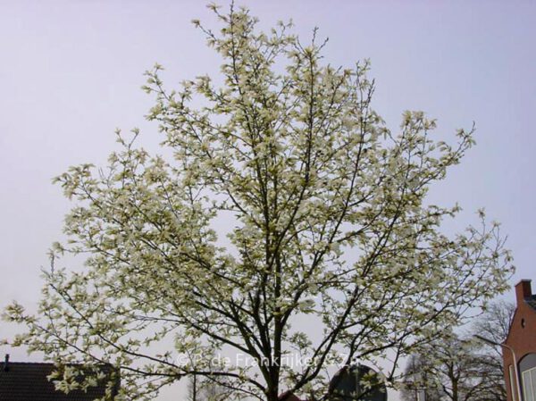 Magnolia kobus - Image 2